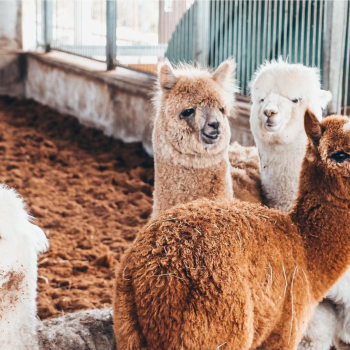 Alpaca